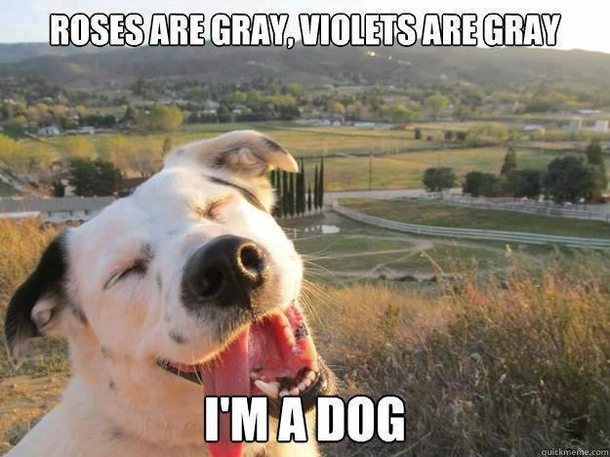 Im a dog