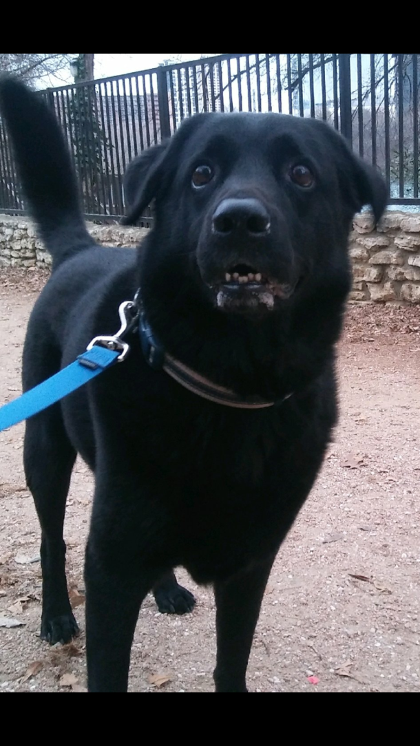 Im a dog walker and this is the picture that I sent his owner so she knows hes having a good time