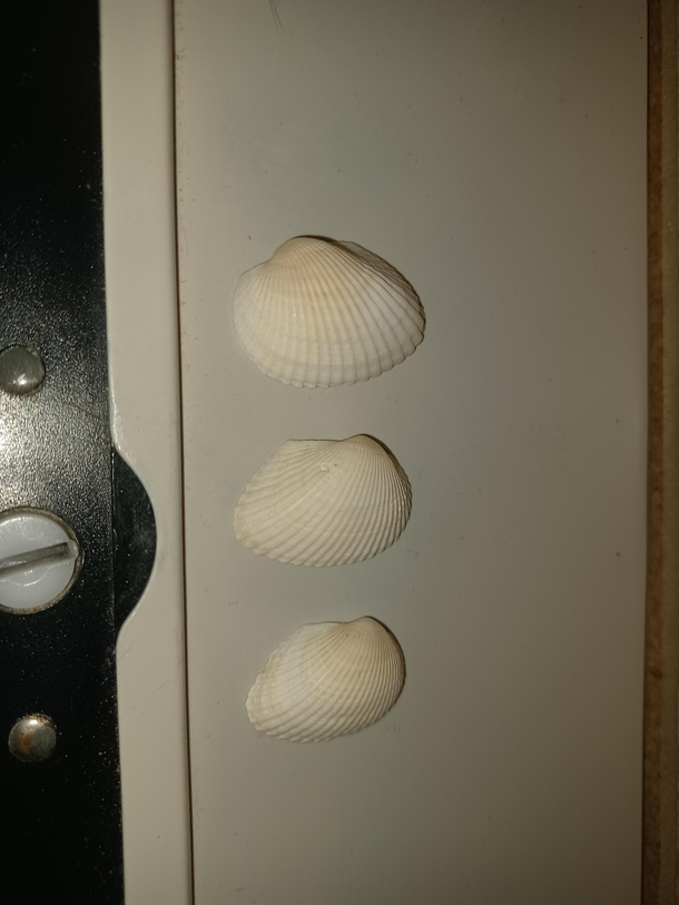 Im a truck driver and I like to leave three seashells in the toilet stalls at truck stops