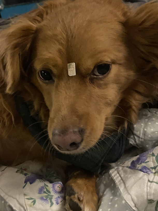 Im afraid that everything they said about microchips and COVID vaccines are true- just look at what our vaccine has done to our dog