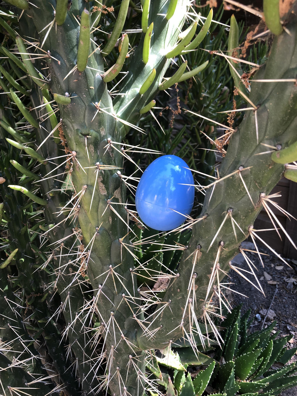 Im an avid gardener and try to teach my children about plants everyday Todays lesson Cacti