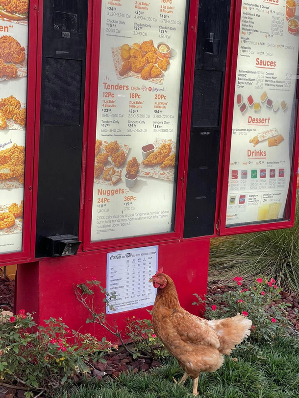 Im at Popeyes and a chicken appears to have escaped 