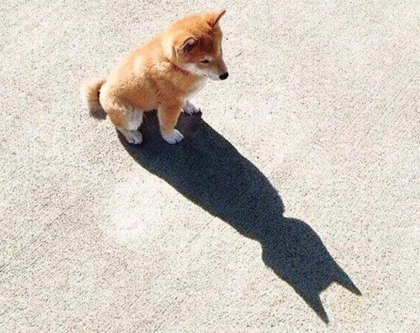 IM BATMAN ALSO DOG MAN