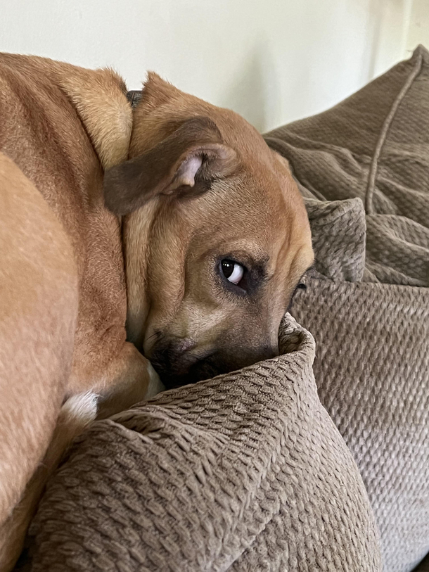 Im dog sitting I feel like I dont know about something that has happened