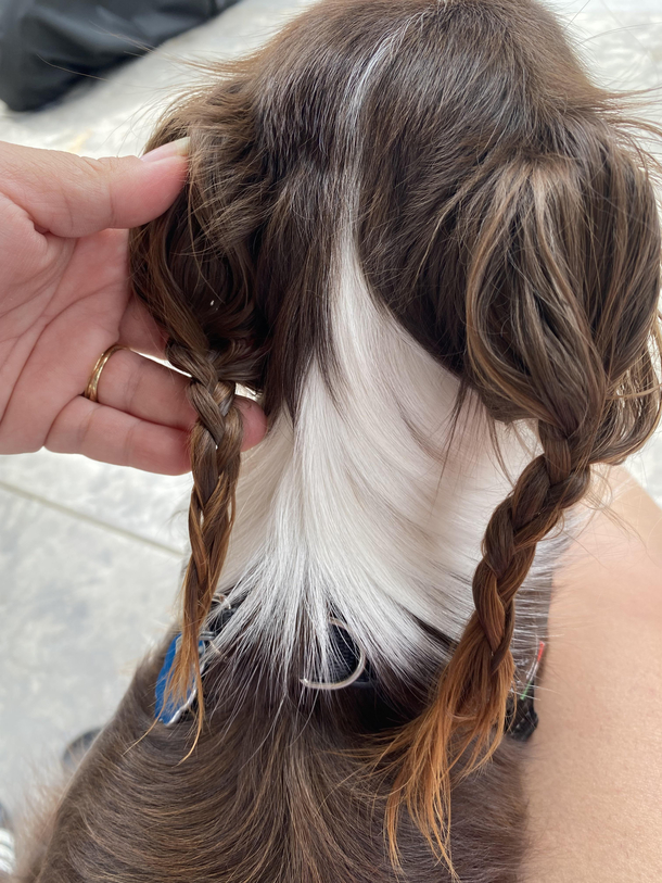 Im dogsitting and got bored so I braided the dogs long ear hair