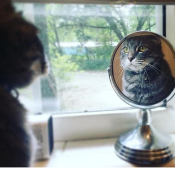 Im good enough Im smart enough and doggone it people like me