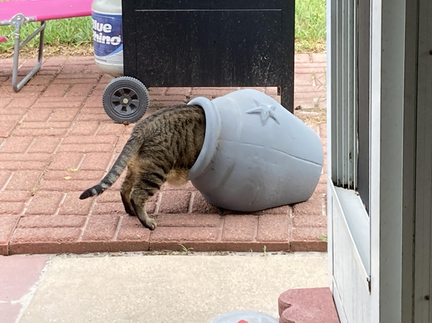Im kind of concerned My cat has gotten pretty into pot lately