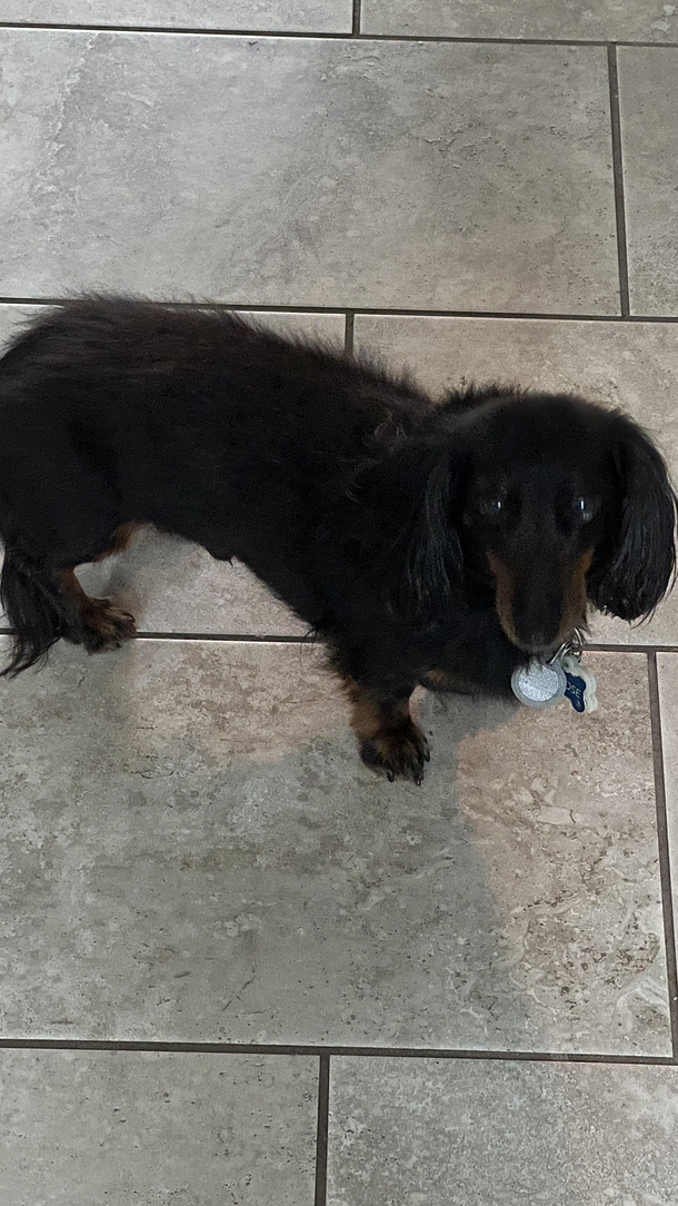 Im making a hot dog for lunch and my dog wants some should I be worried about cannibalism