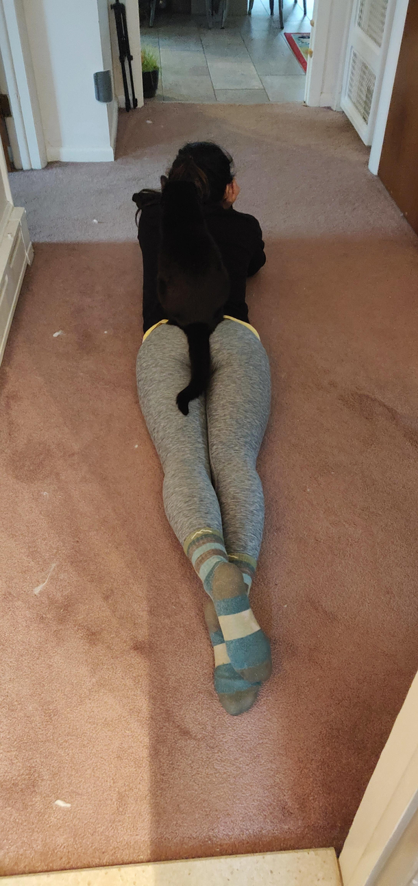 Im not a furryjust have a black cat who sits on backs