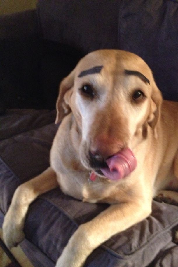 Im not allowed to dogsit anymore