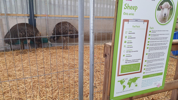 Im not an expert but I dont think those are sheep