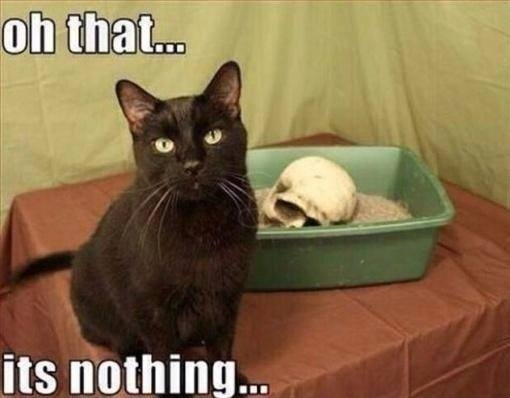 Im not saying you have to buy me a new mouse toy I just stated my last owner didnt