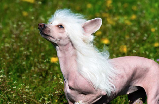 Im not sure if I own a dog or a majestic chupacabra with a weave