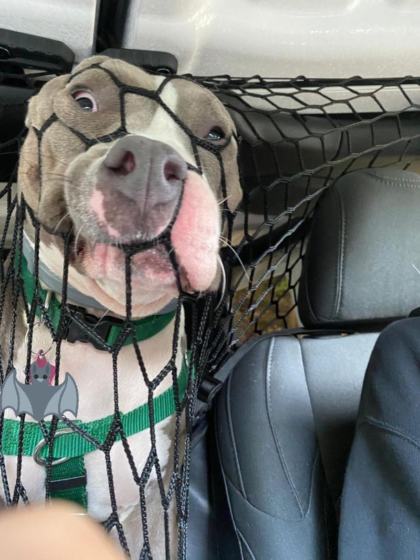 Im not sure that the net I bought to keep the dog in the back seat is working too well