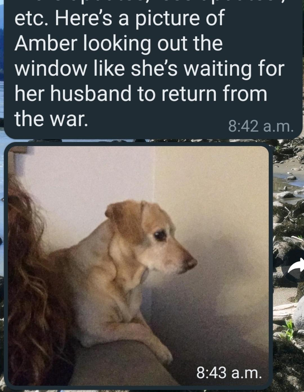 Im on vacation and my dog sitter sent me this