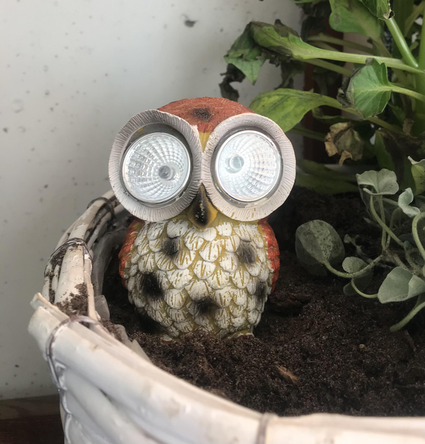 Im owl