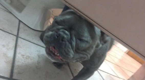 Im peeing and this dog came into my stall