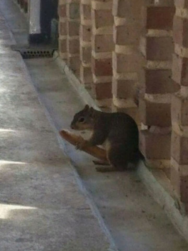 Im pretty sure its a hot dog but then again