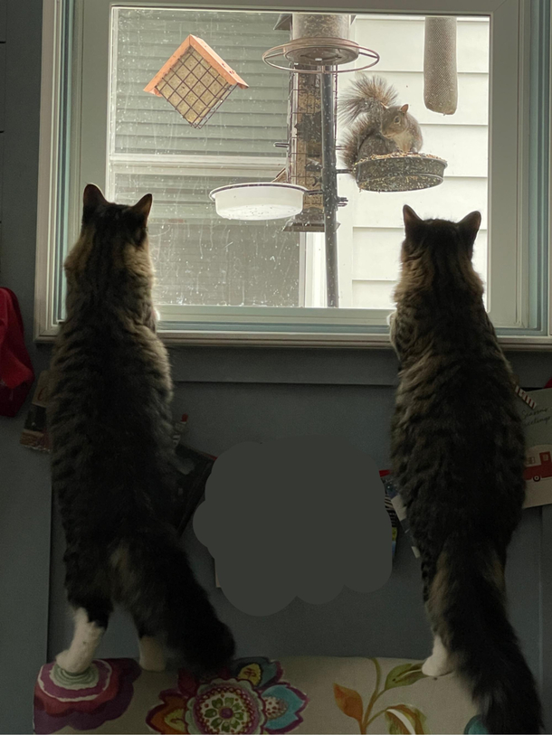 Im pretty sure my cats are his equivalent of seeing The Shining twins