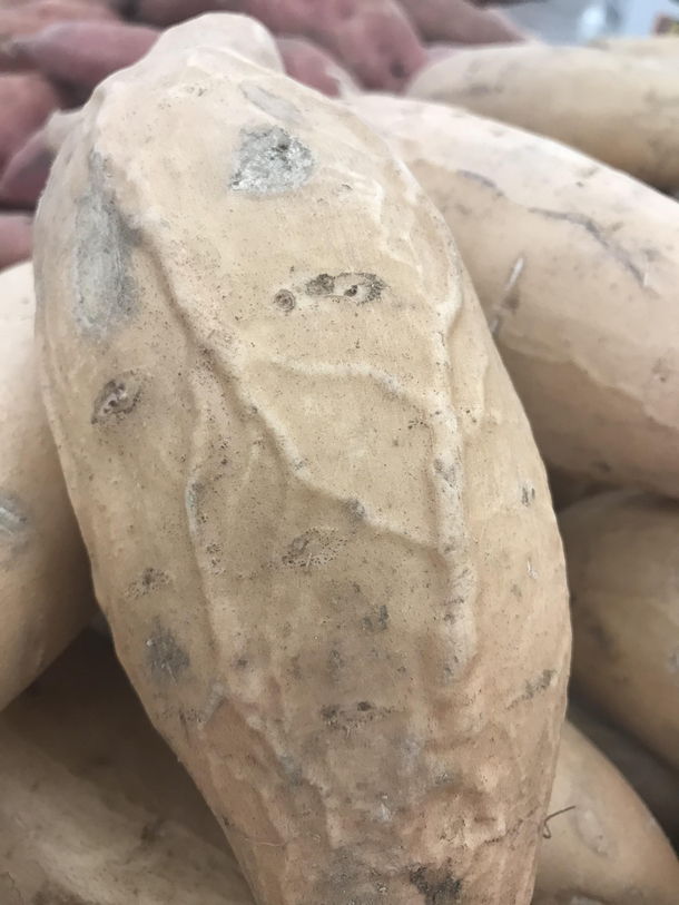Im so Single I saw this potato at the grocery store today and felt really lonely