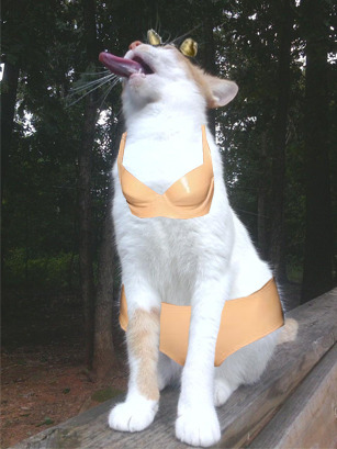 Im sorry Im so sorry But I couldnt help fixing your majestic cat