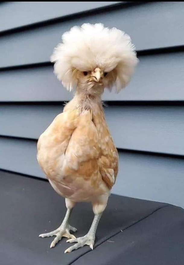 Im trying a new look
