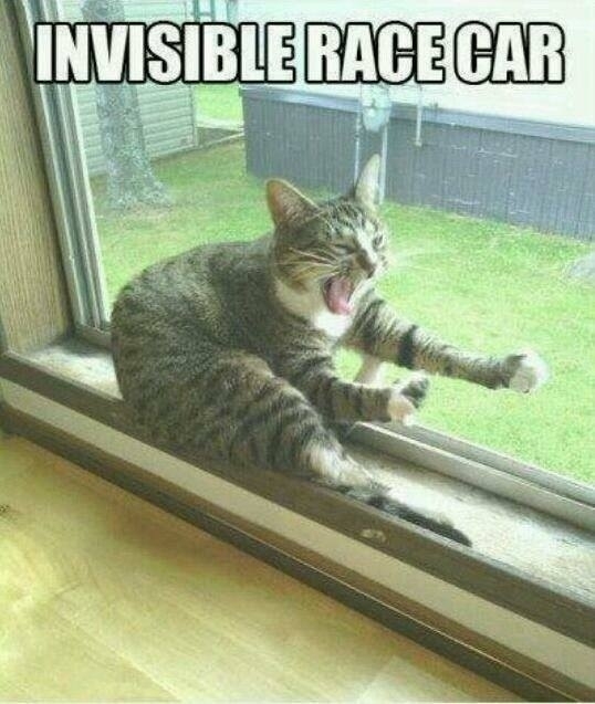 Imaginative cat