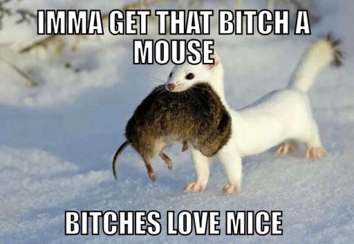Imma get that Bitch a mouse