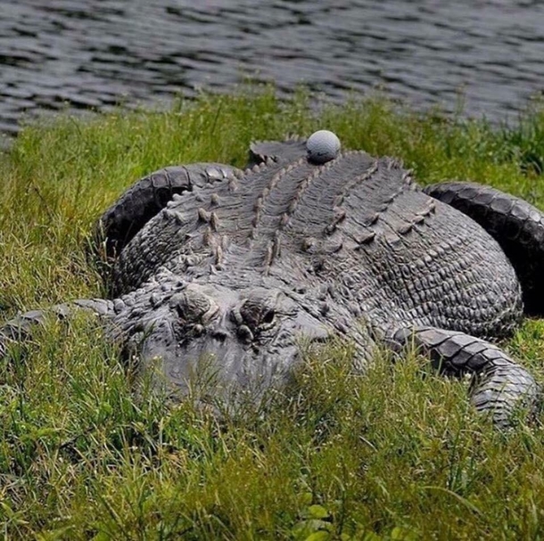 Imma take a mulligan on that one