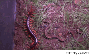 In Australia giant centipedes kill snakes