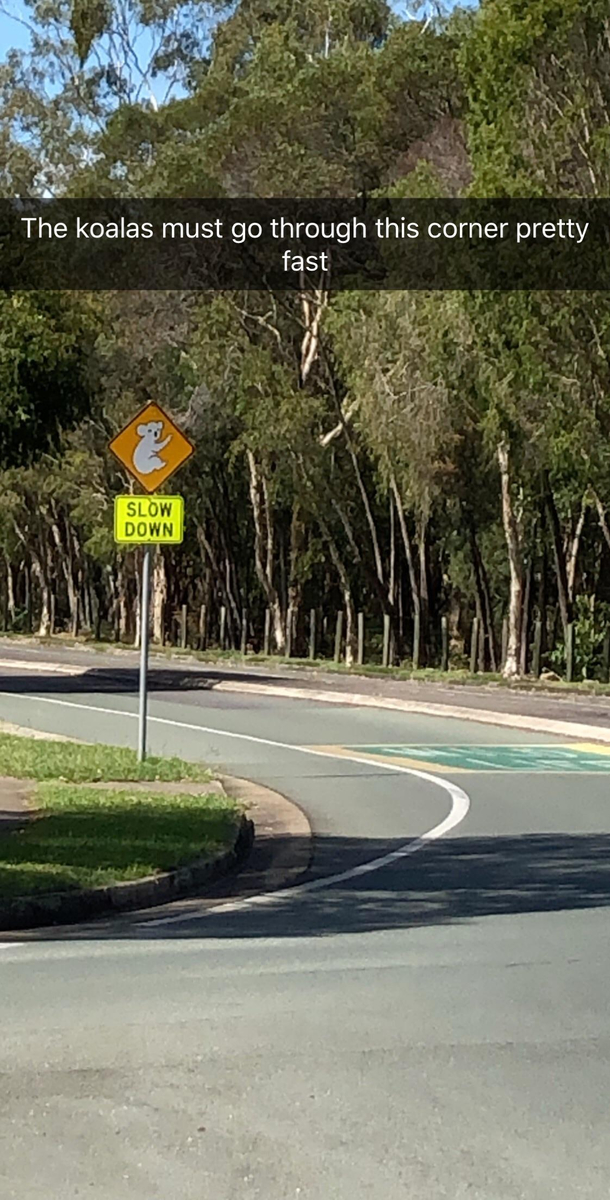 In Australia Koalas are known for speeding through corners