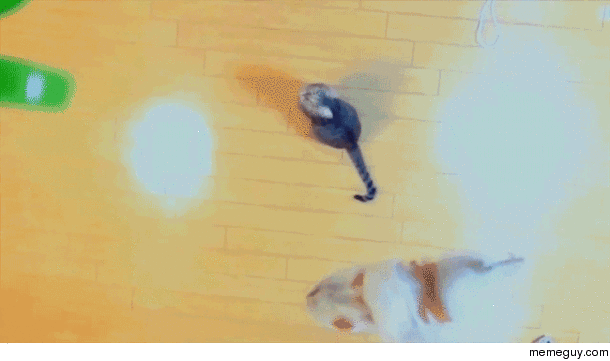 In celebration of imgur mb gifs JUMP