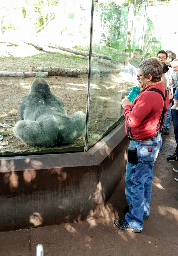 In honor of Fathers Day enjoy this picture of my dad contemplating a gorillas ass