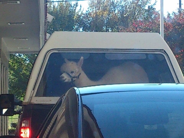 In line at the McDonalds drive-thru