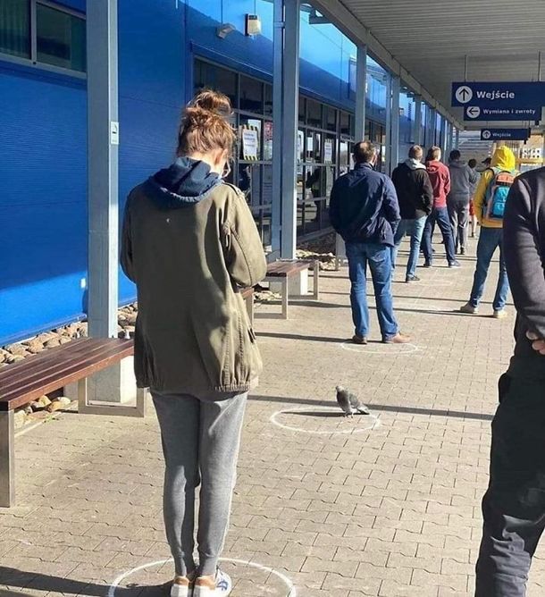 In Poland even the pidgeons are maintaining the correct social distance