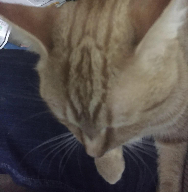 In response to an earlier photo of a kitty with a penis on his face I think my kitty feels the same shame