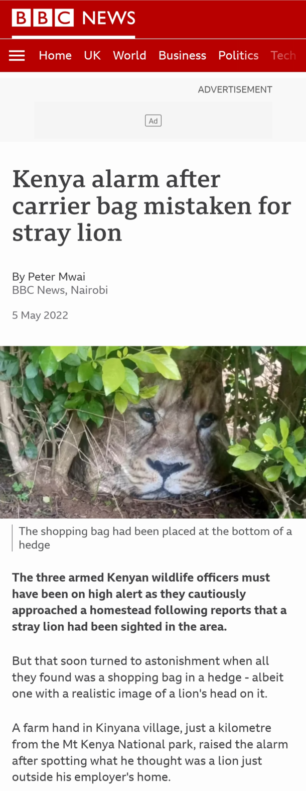 in the bushes the lion sleeps tonight
