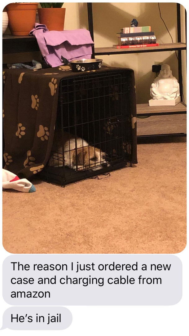 In the dog house