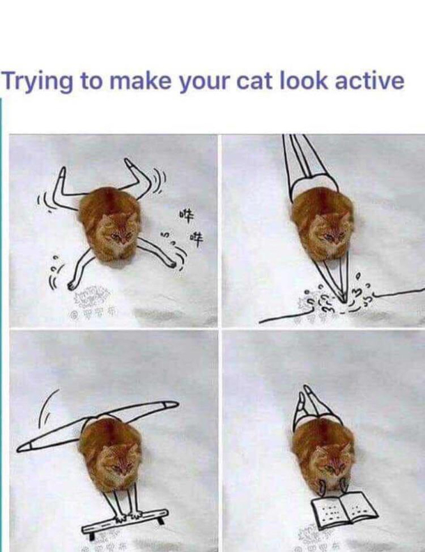 Inactive cats