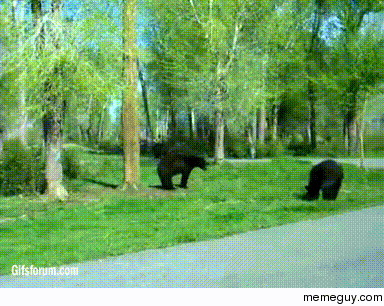 Incredible bear fight