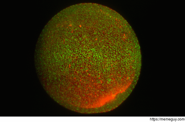 Incredible imaging of a zebrafish Live-Cell in its early embryonic development