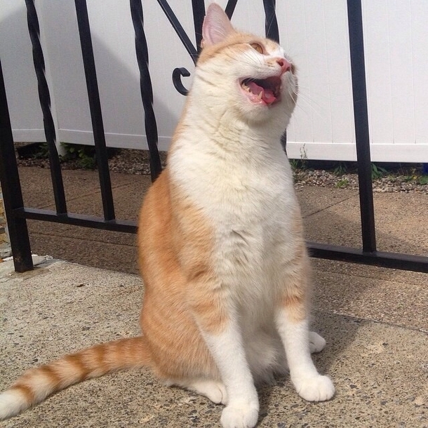 Indoor cat goes outside Loses mind