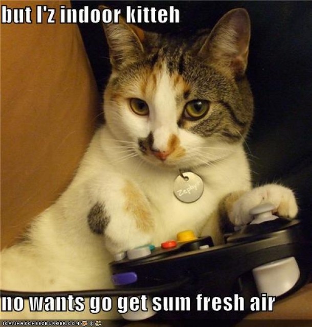 Indoor Kitteh