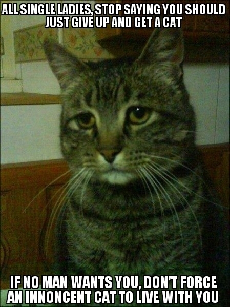 Innoncent cat