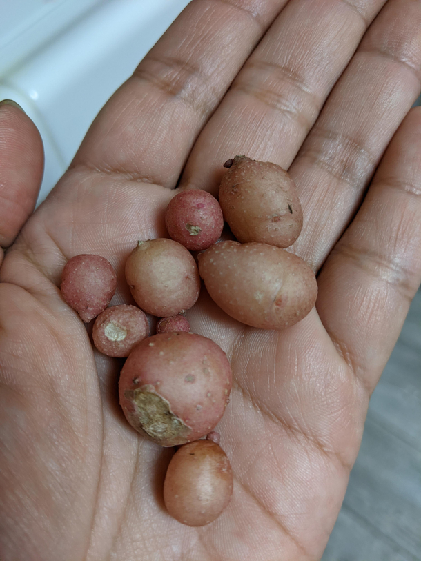 inspired by a fellow Redditors potato harvest and had to share ours smol potatoes