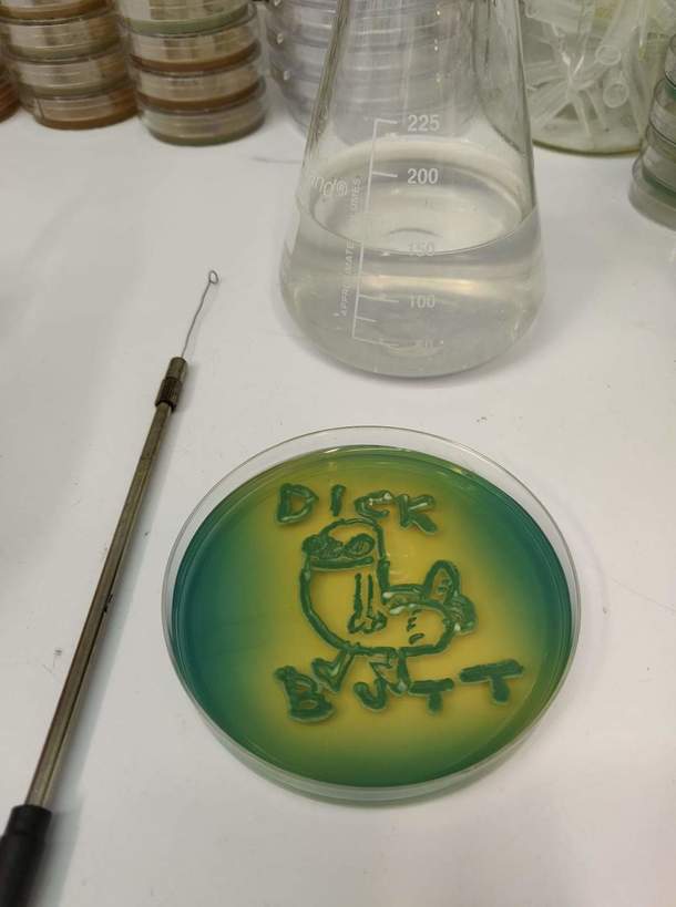 Instead of propagating yeast in the lab my co-worker propagated something else