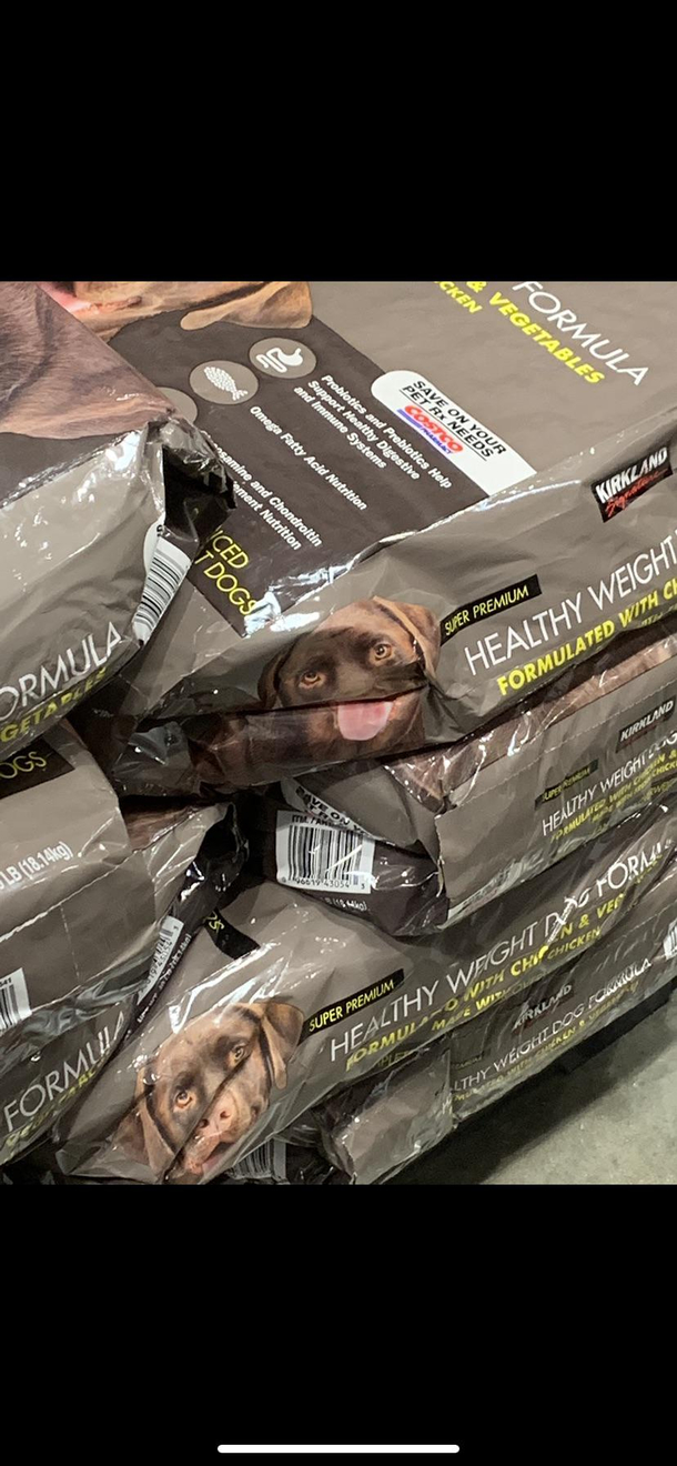 Interesting dog
