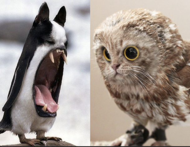Interesting new wildlife found in Chernobyl