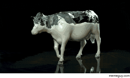 Internal Anatomy Of A Cow - Meme Guy