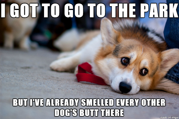 Introducing First world dog problems